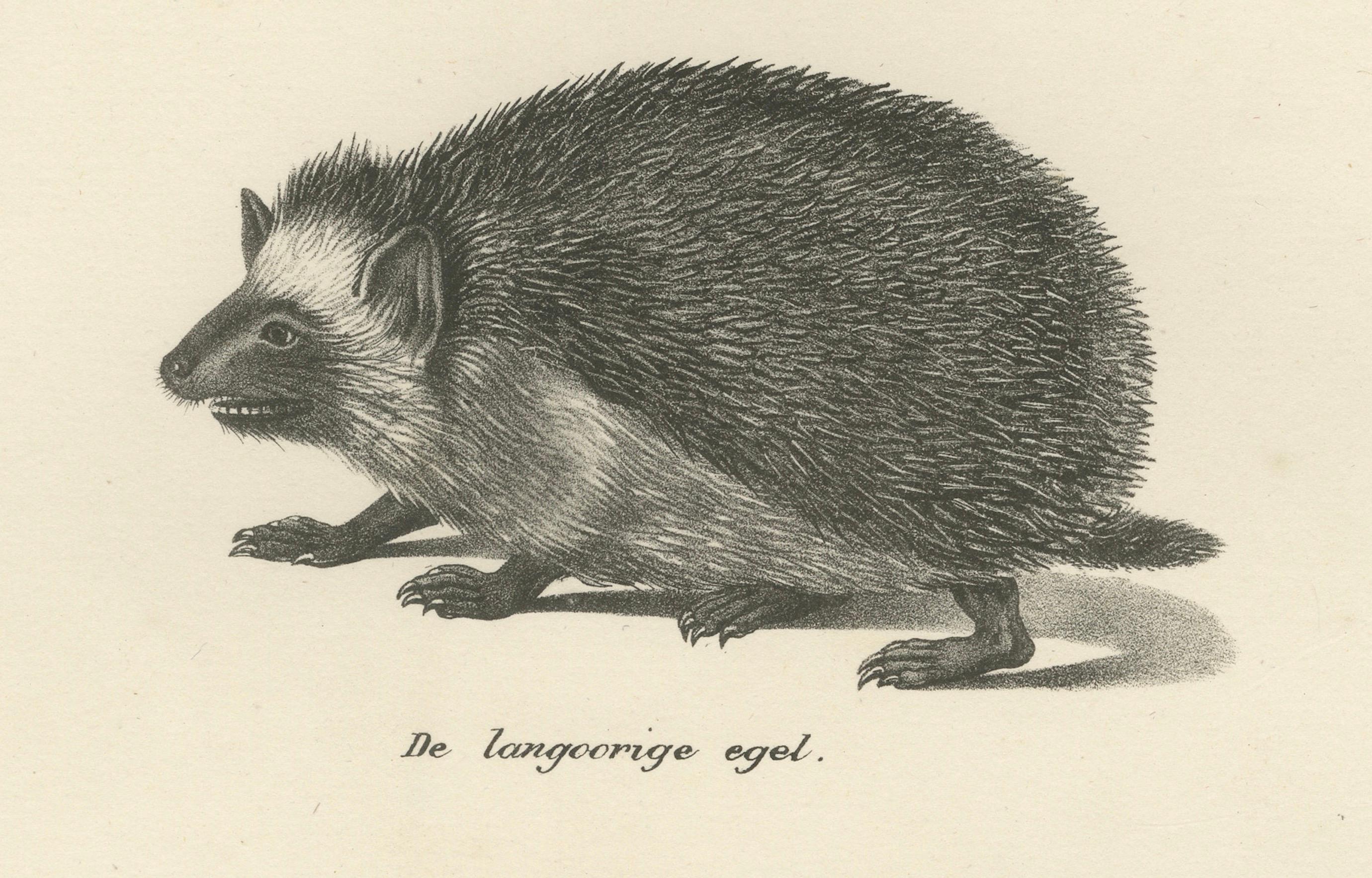 Hedgehog Species from 'The Mammals' Natural History Lithographs, Published 1836 In Good Condition For Sale In Langweer, NL