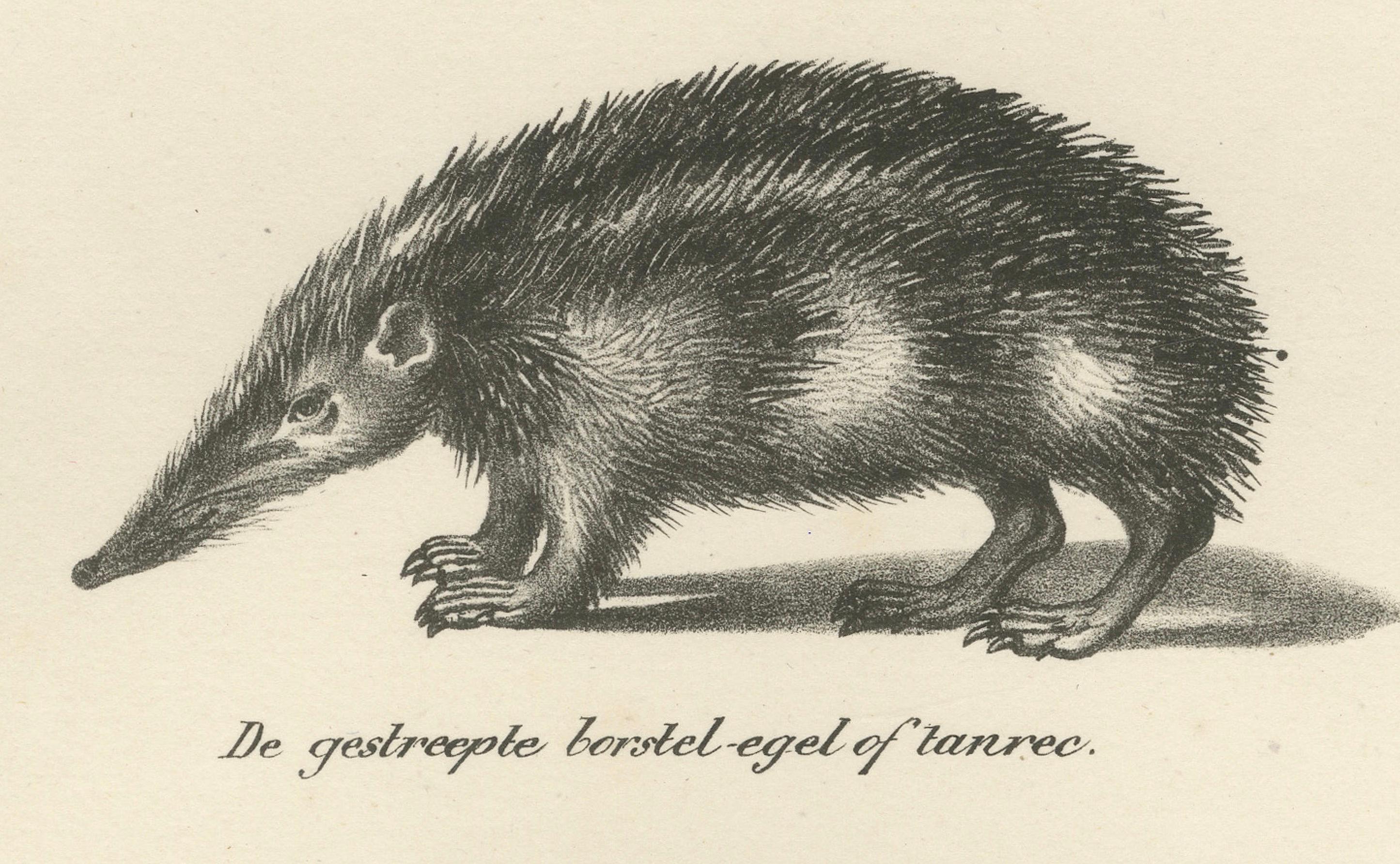 Mid-19th Century Hedgehog Species from 'The Mammals' Natural History Lithographs, Published 1836 For Sale