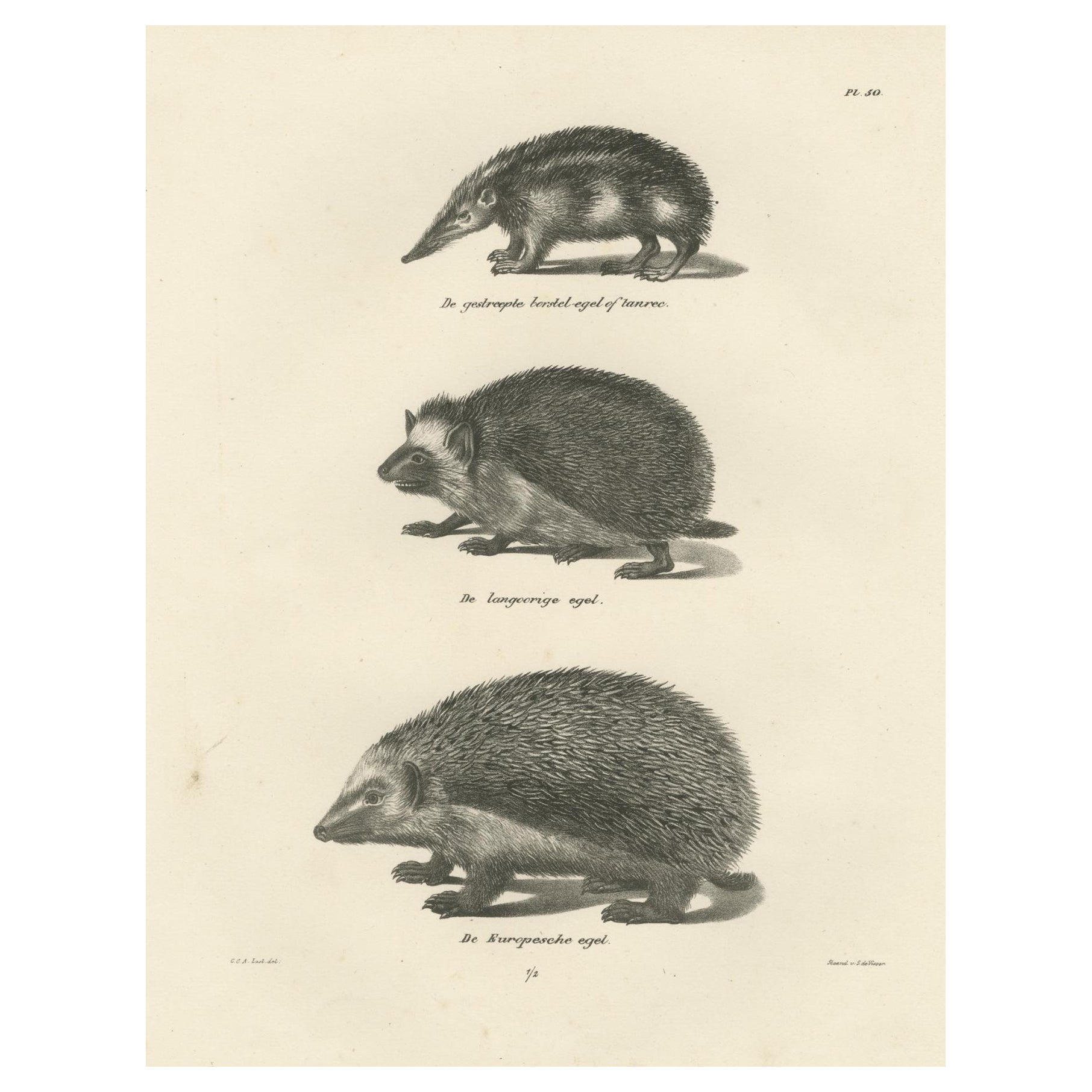 « The Mammals », lithographies d'histoire naturelle des héritiers, publiées en 1836