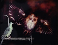 Assemblage in century old excavated book: 'Flaco Ghost lV'