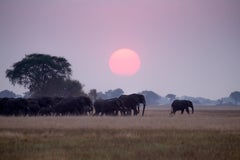 Tusker – afrikanischer Elefantenschwanz – Bronzeskulptur