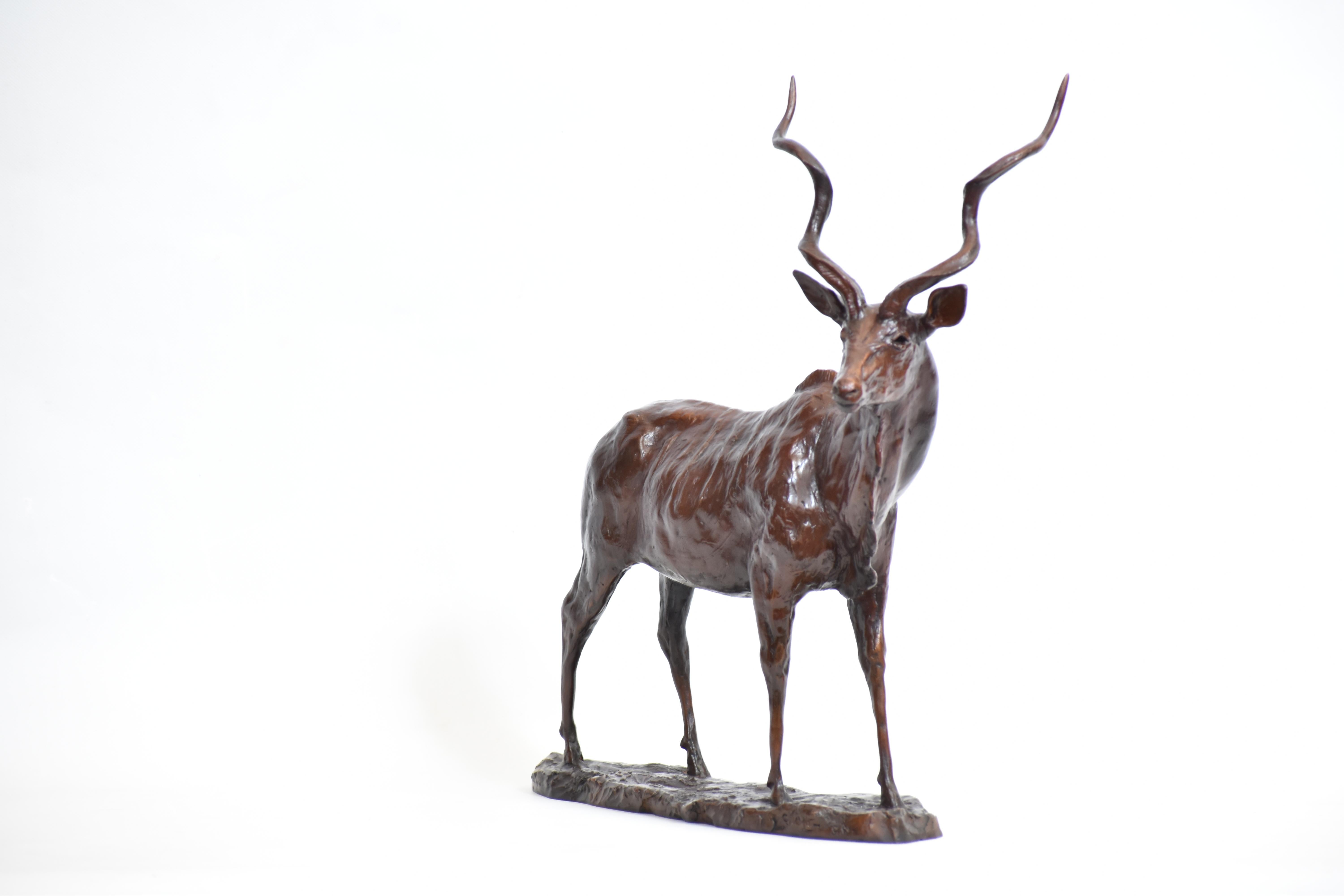 Kudu Bull - Limited Edition of 12, Bronze sculpture on bronze base, L 35 cm x W 12 cm x H 36 cm, brown patina. The majestic Kudu bull has one of the most recognisable silhouettes of the African bush. Tall, corkscrew horns can grow up to 1.8 metres,