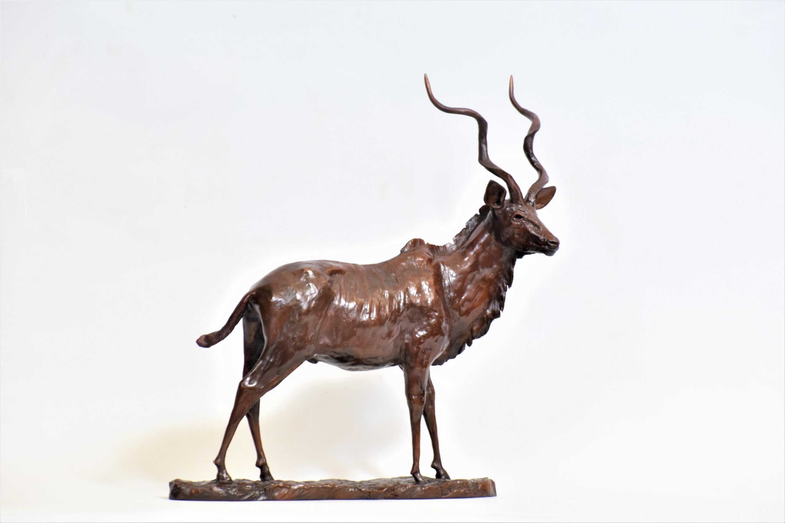 Kudu Bull - African Antelope Bronze Sculpture