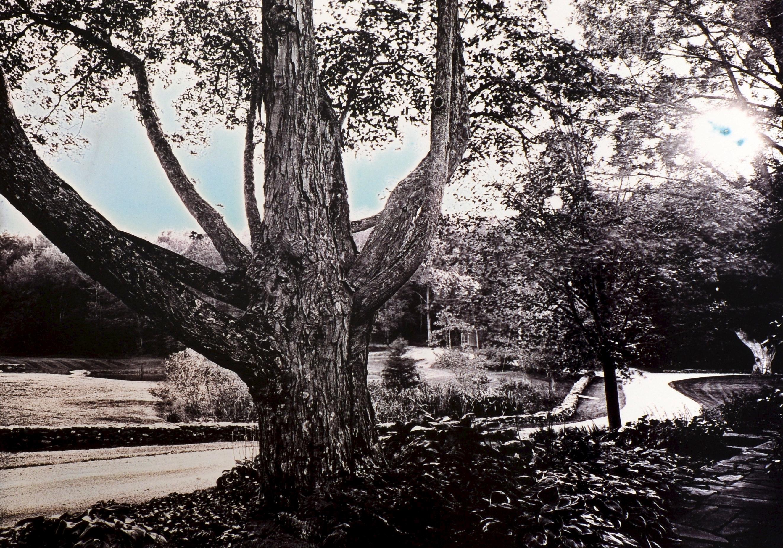 Heirloom Harvest: Modern Daguerreotypes of Historic Garden Treasures, Signed Ed For Sale 5