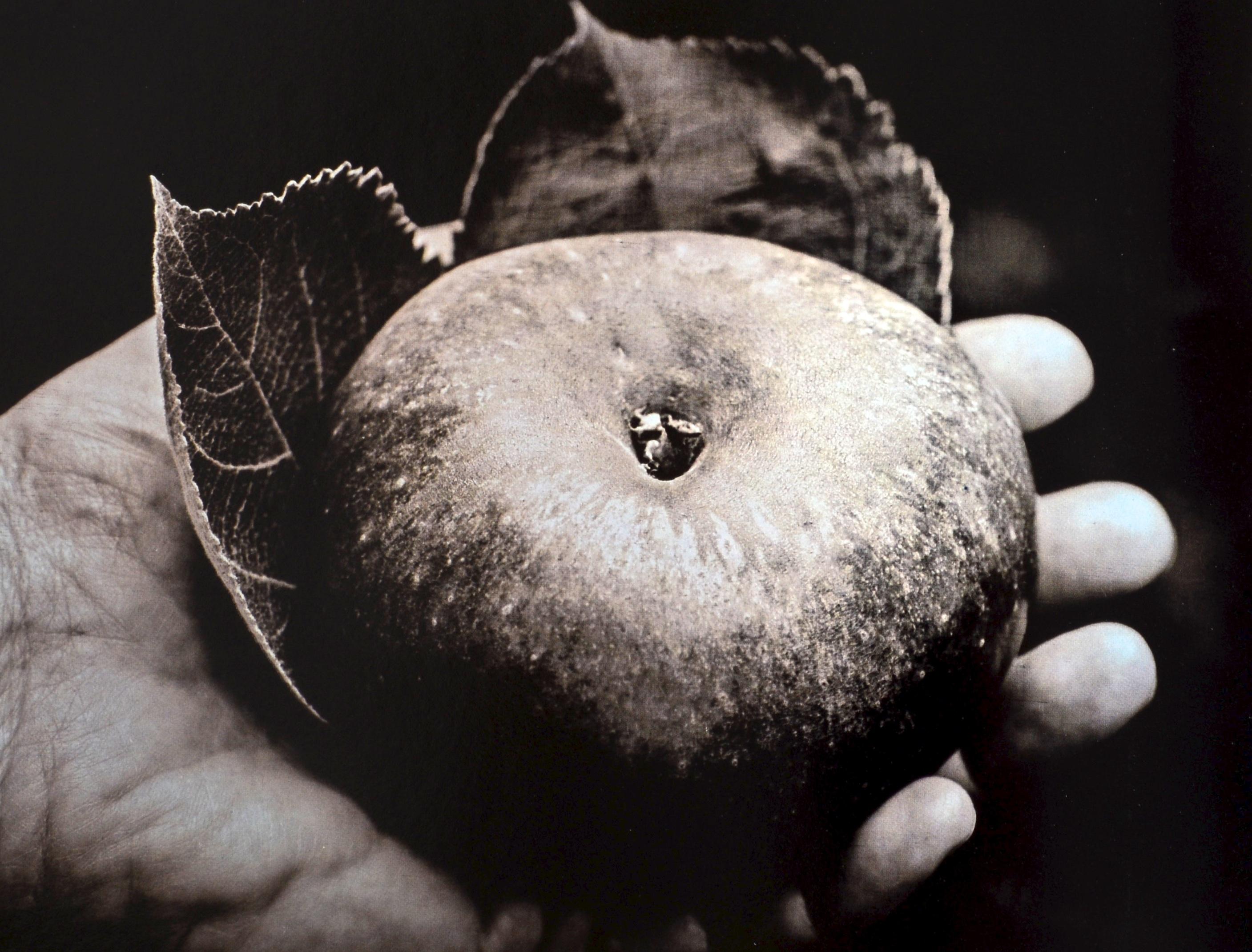 Heirloom Harvest: Modern Daguerreotypes of Historic Garden Treasures, Signed Ed For Sale 9