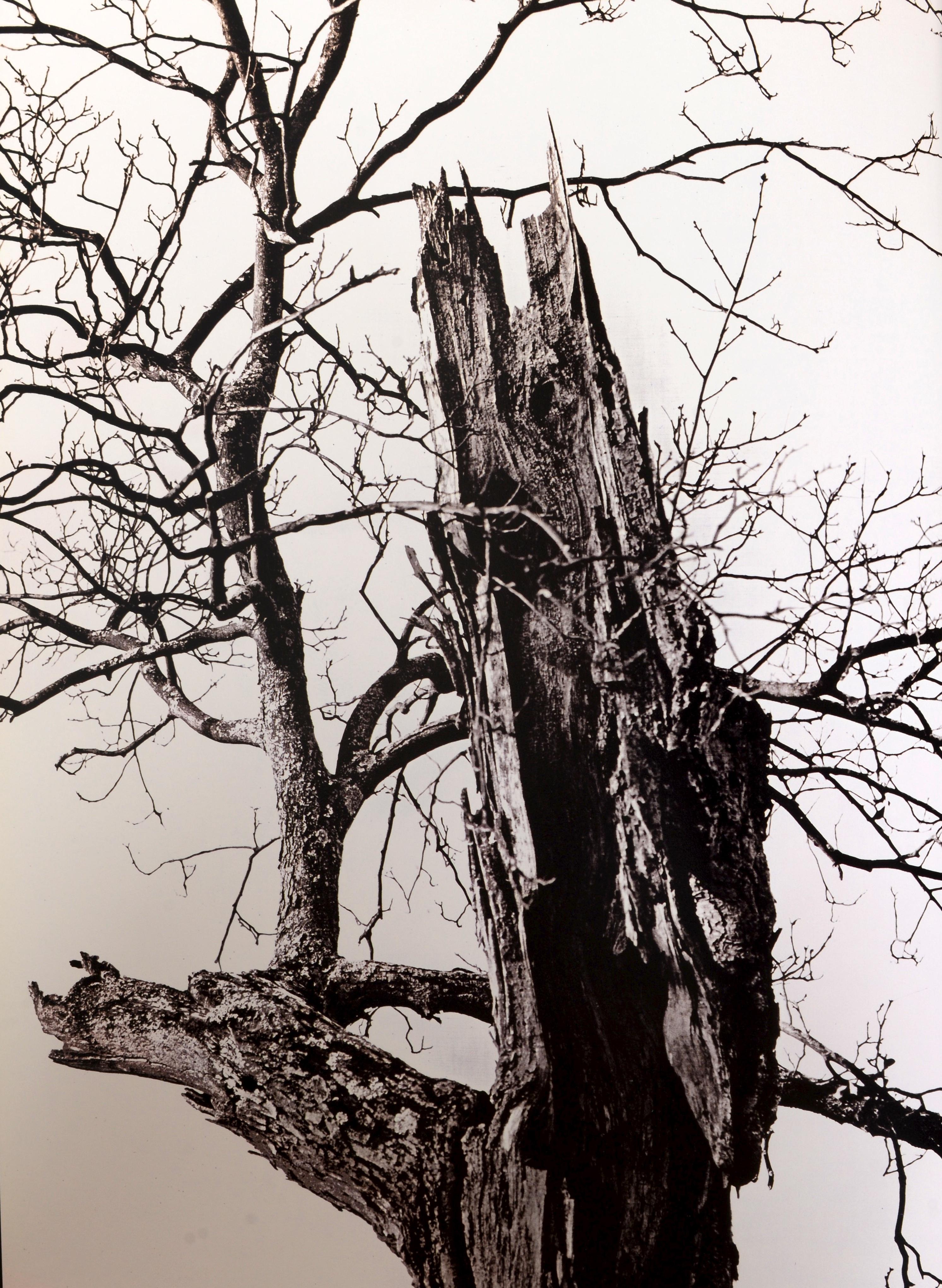 Heirloom Harvest: Modern Daguerreotypes of Historic Garden Treasures, Signed Ed For Sale 2
