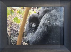 "L'amour d'une mère" (2025) Peinture animalière à l'huile sur panneau