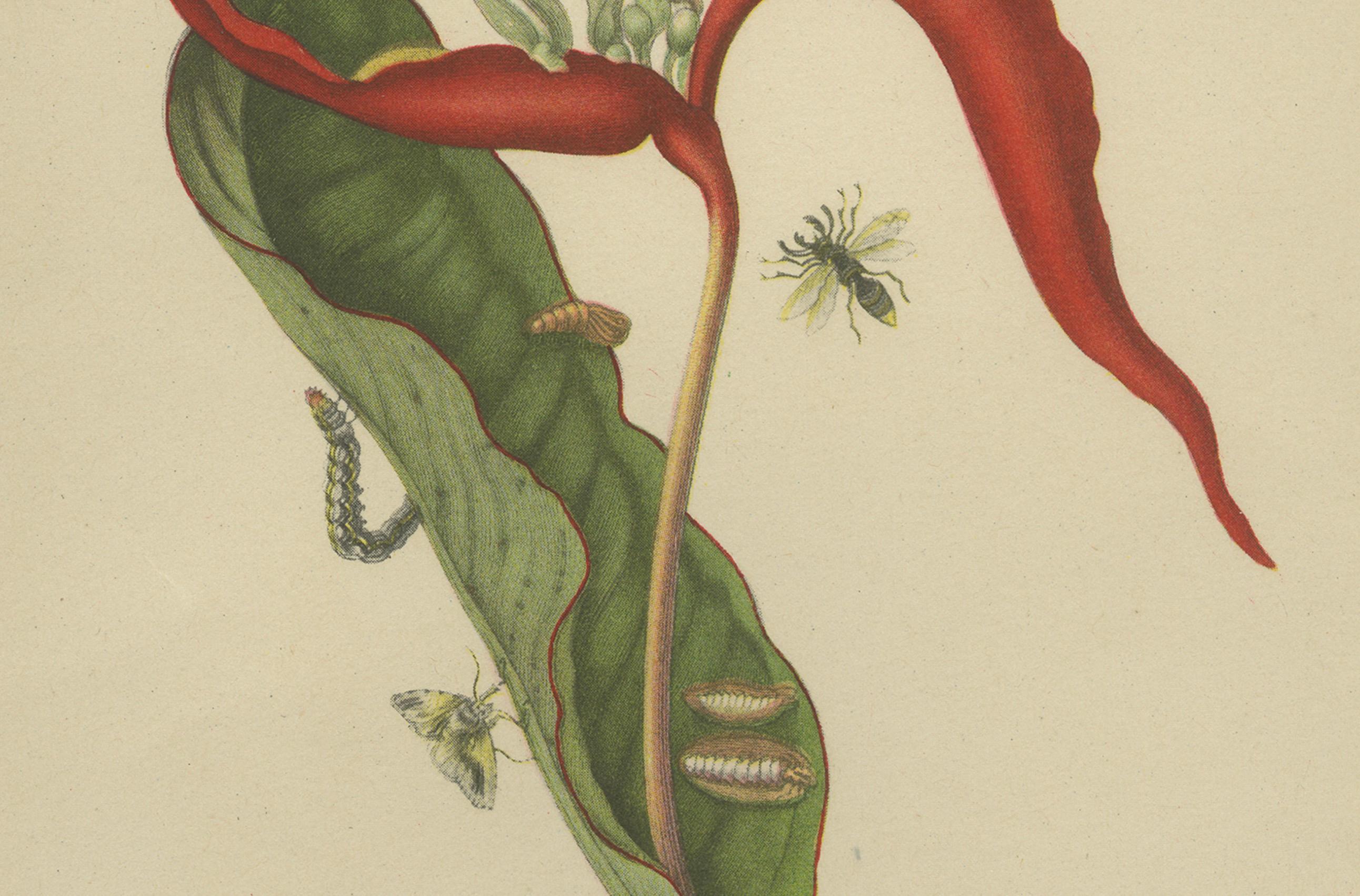Heliconia with Insects – After Maria Sibylla Merian, Plate 54 from Metamorphosis insectorum Surinamensium, 19th-century lithograph

Description:
A fine 19th-century hand-coloured lithograph after the original Plate 54 by Maria Sibylla Merian