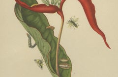 Heliconia with Insects – 19th-Century Lithograph after Merian’s Plate 54 (1705)