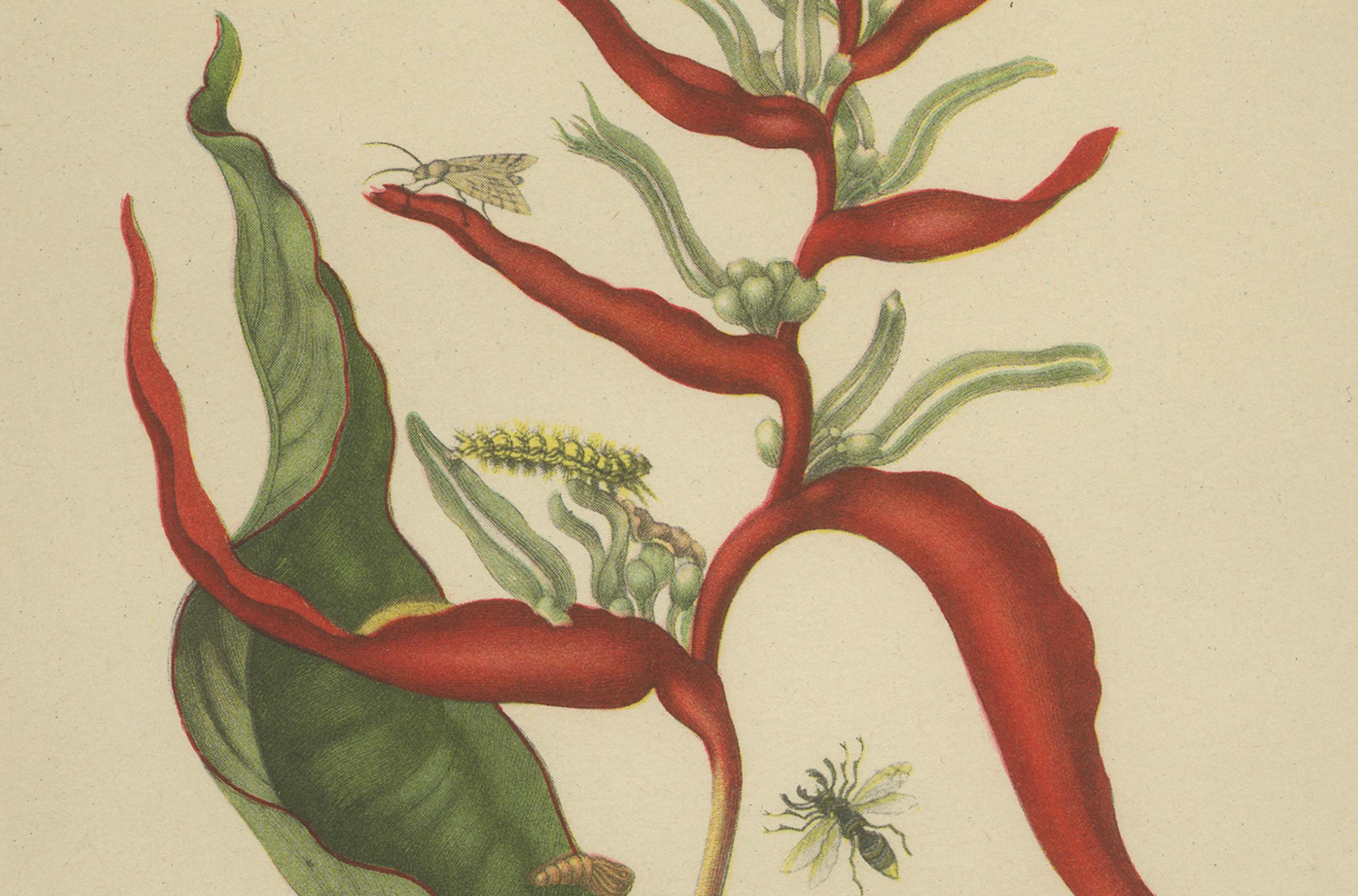 French Heliconia with Insects – 19th-Century Lithograph after Merian’s Plate 54 (1705) For Sale