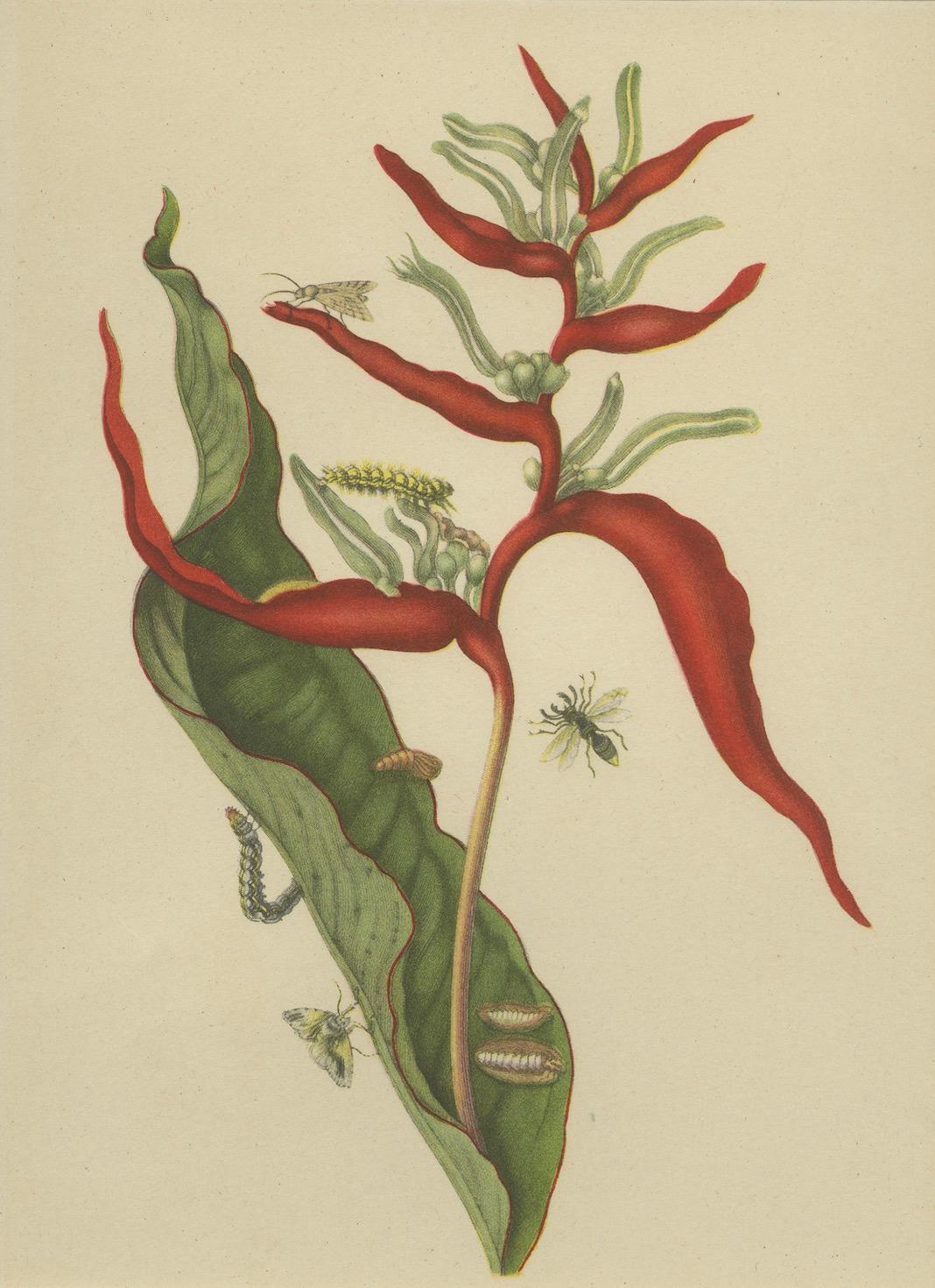 Engraved Heliconia with Insects – 19th-Century Lithograph after Merian’s Plate 54 (1705) For Sale