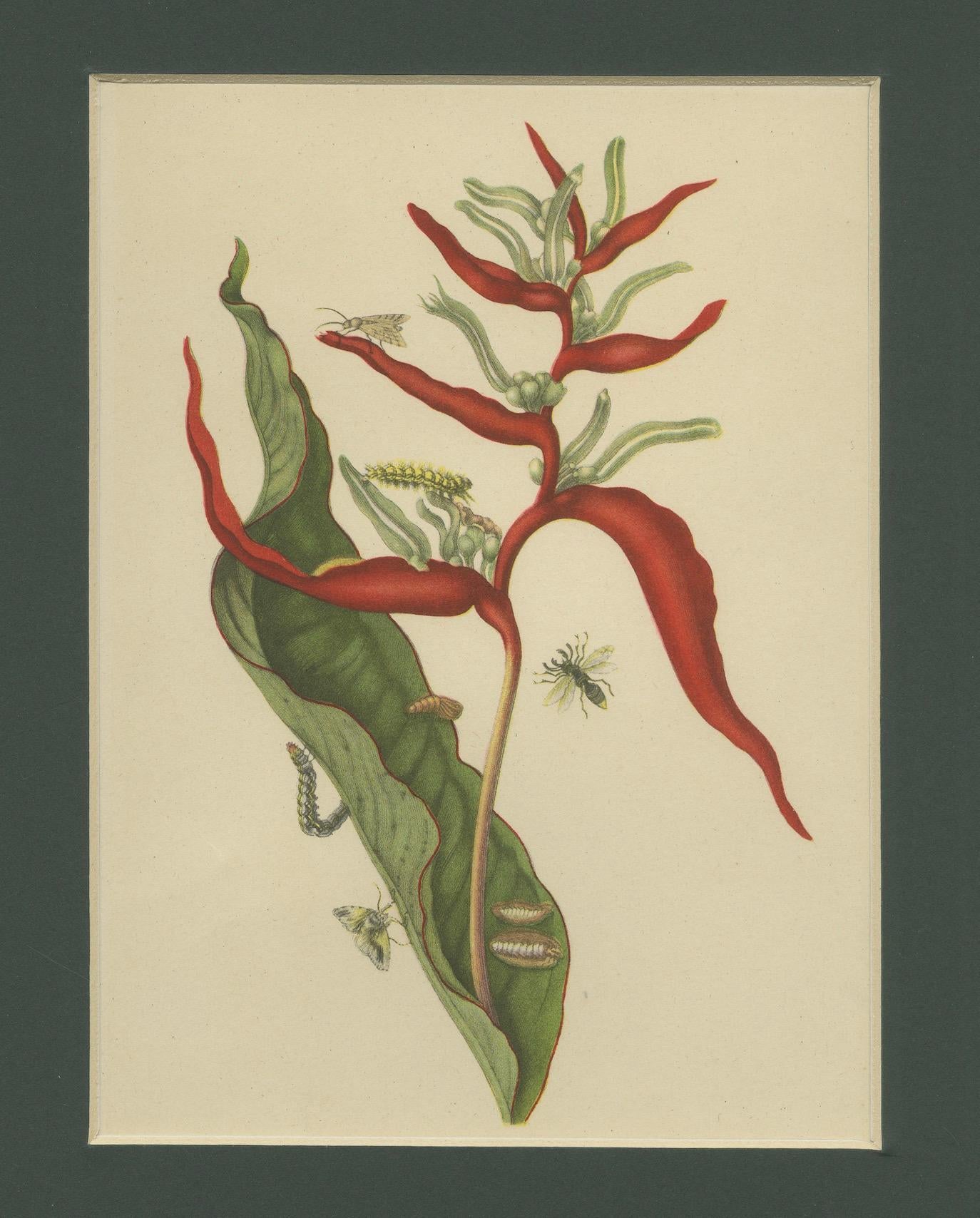 Heliconia with Insects – 19th-Century Lithograph after Merian’s Plate 54 (1705) In Good Condition For Sale In Langweer, NL