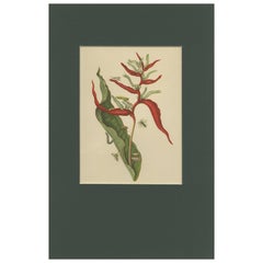 Heliconia with Insects – 19th-Century Lithograph after Merian’s Plate 54 (1705)
