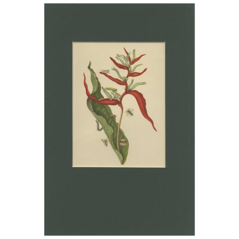 Heliconia with Insects, 19th-Century Lithograph after Merian’s Plate 54 (1705)
