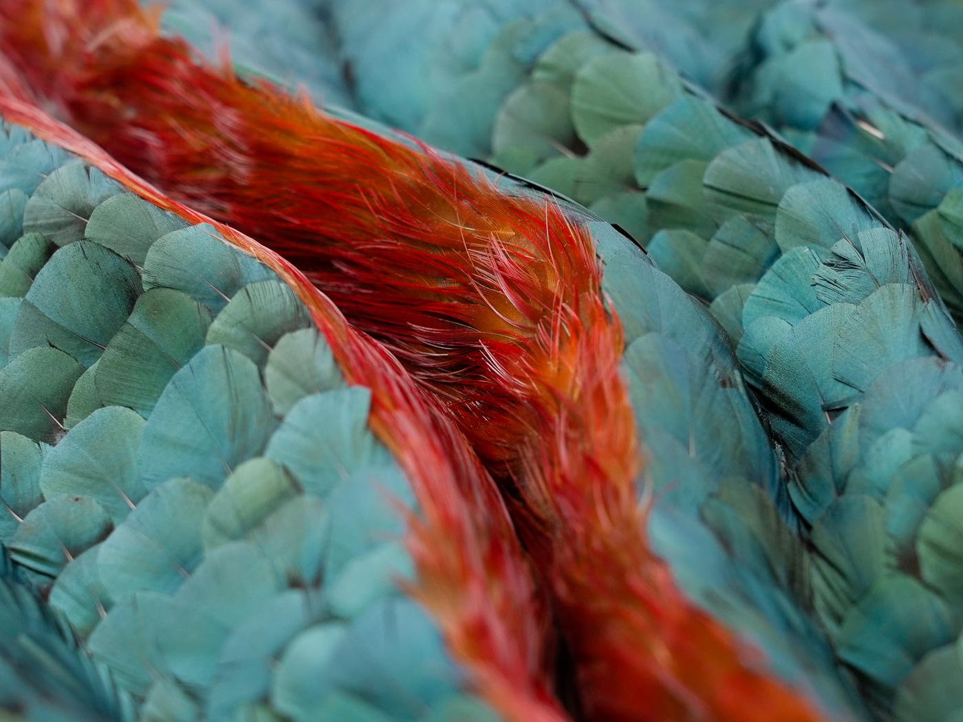 Obra de arte mural Plumas abstractas, Plumas tridimensionales rojas y verdes, 2025 - Mixed Media Art Geométrico abstracto de Henar Iglesias