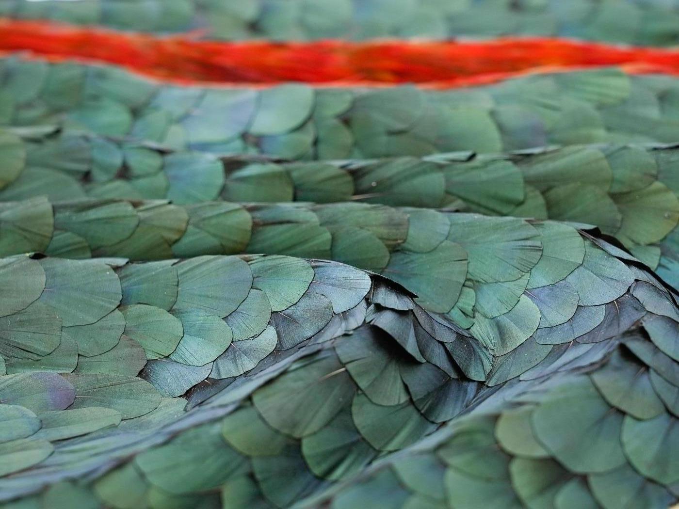 Obra de arte mural Plumas abstractas, Plumas tridimensionales rojas y verdes, 2025 en venta 1