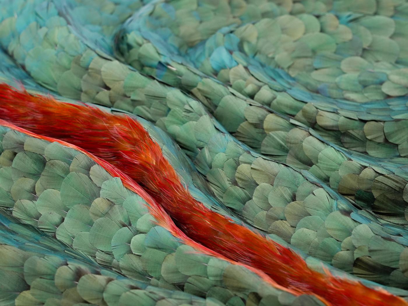 Obra de arte mural Plumas abstractas, Plumas tridimensionales rojas y verdes, 2025 en venta 4