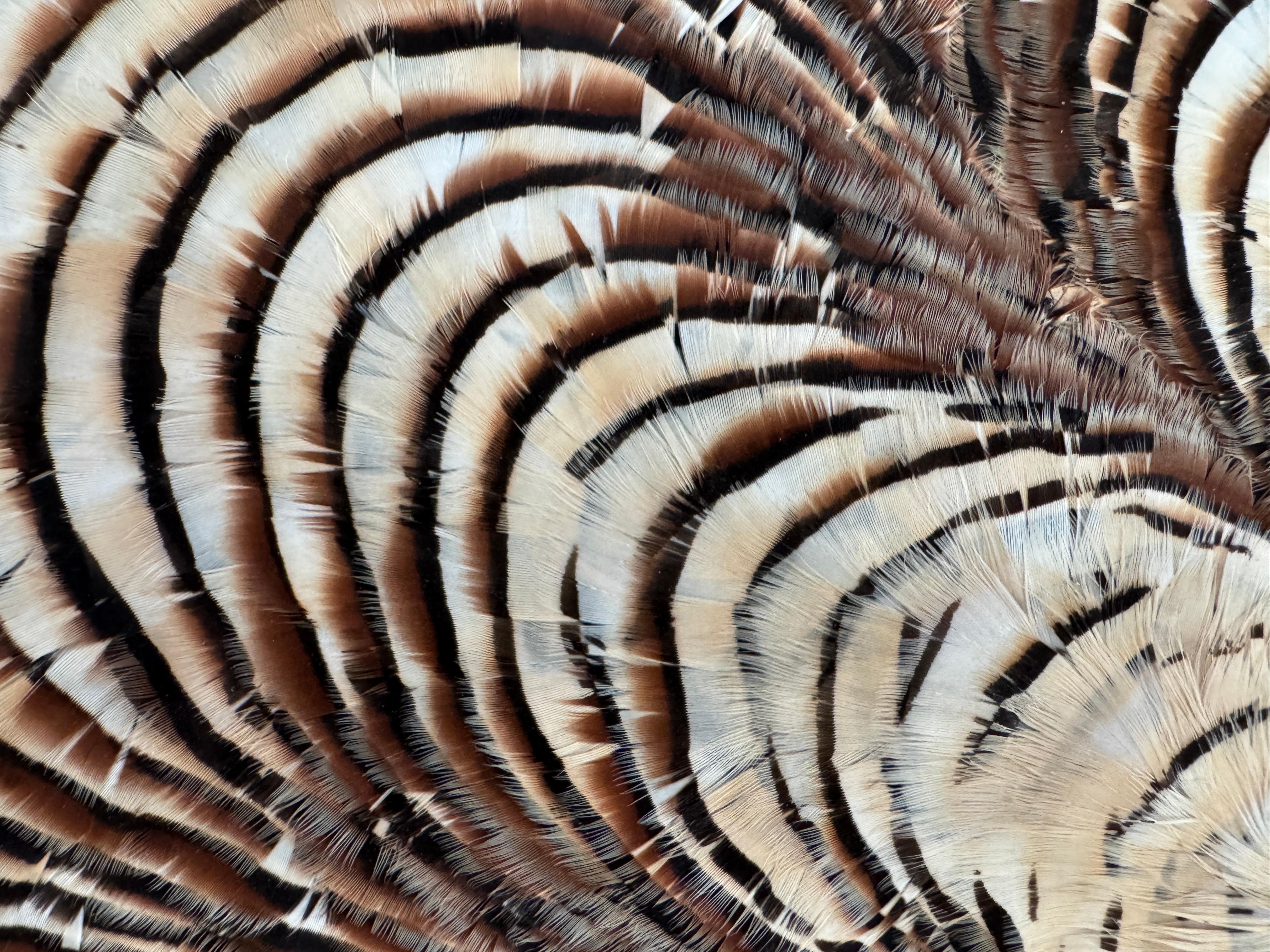 Feather Wall Art, Tree Rings and gold leaf, 2021 For Sale 7