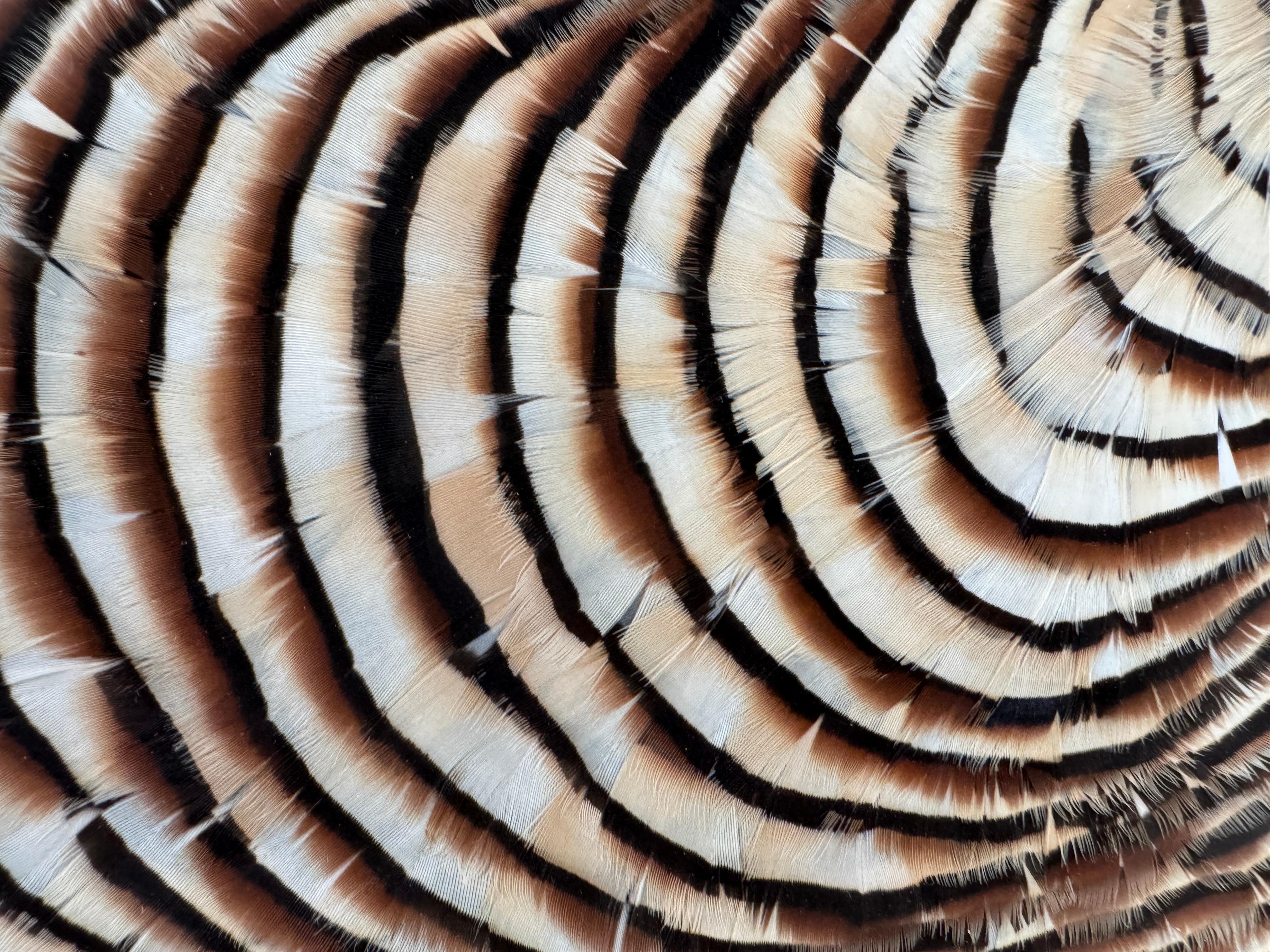 Feather Wall Art, Tree Rings and gold leaf, 2021 For Sale 14