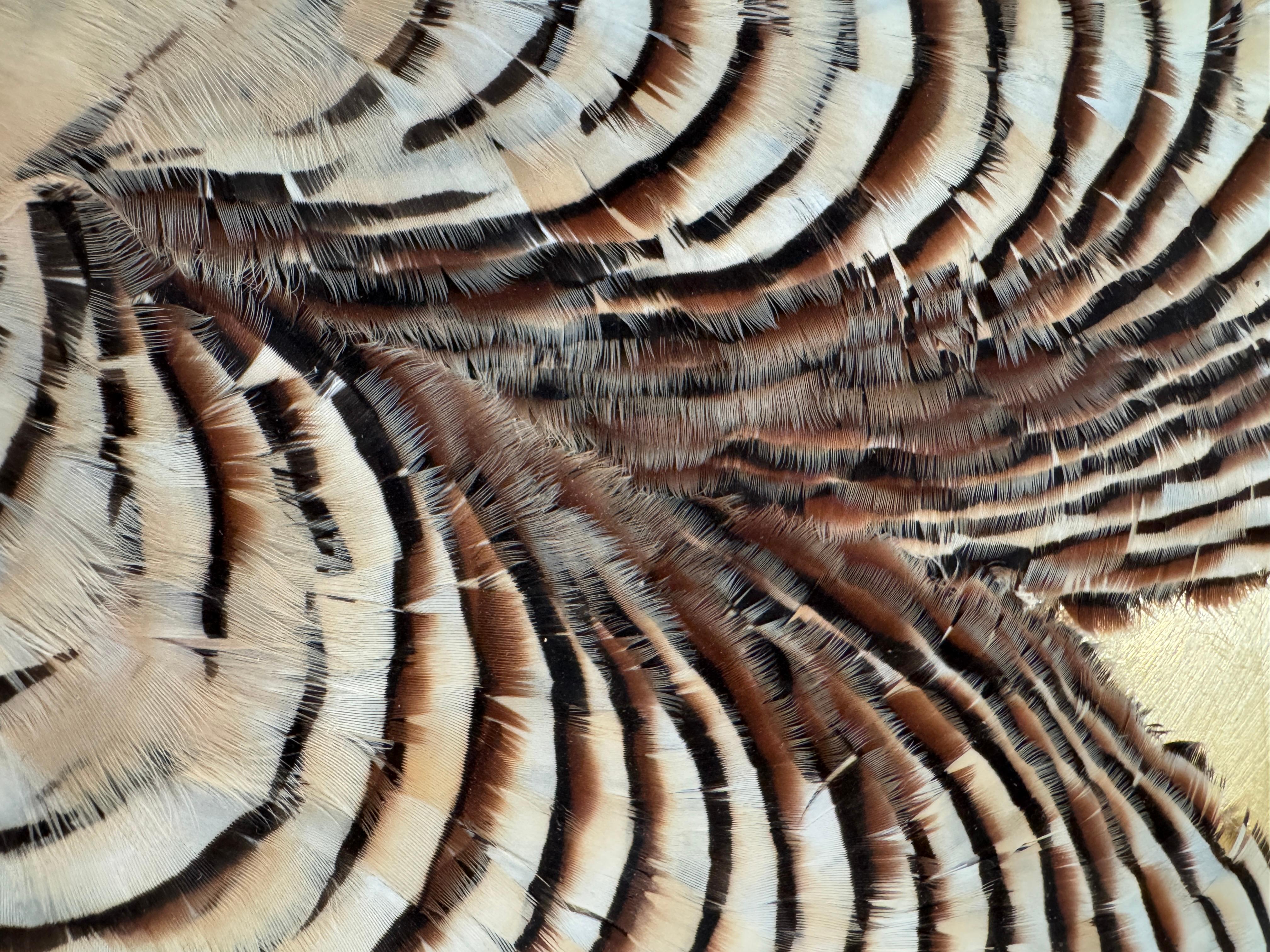 Feather Wall Art, Tree Rings and gold leaf, 2021 For Sale 15