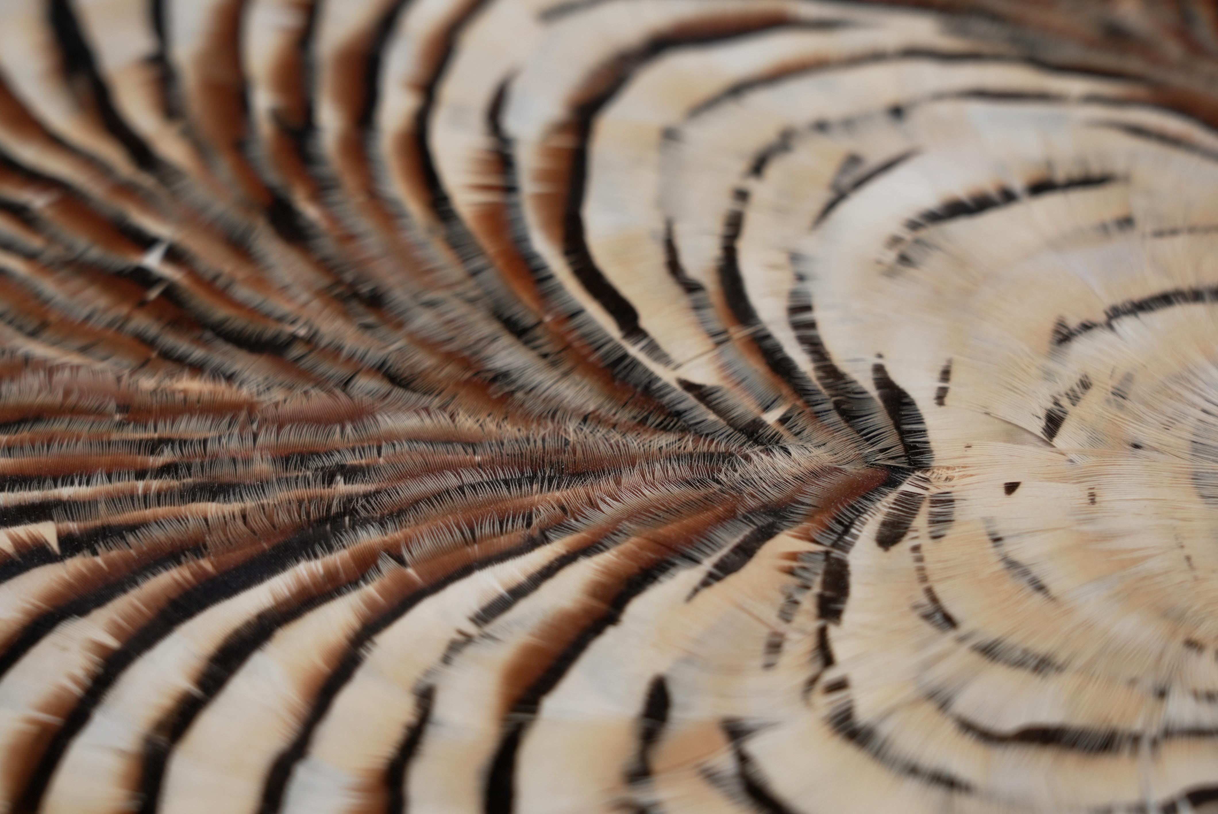 Feather Wall Art, Tree Rings and gold leaf, 2021 For Sale 1