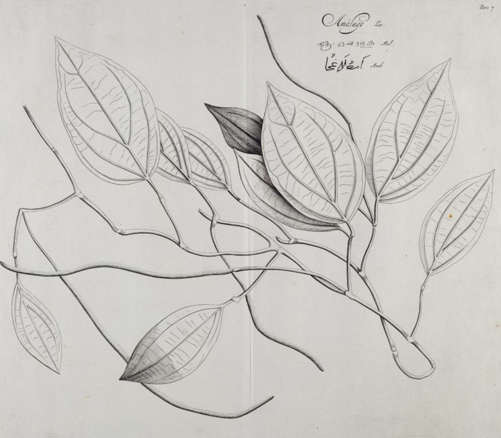 Amolago (Aglaonema) Plant: 17th Century Botanical Engraving by H. van Rheede - Print by Hendrik Adriaan van Rheede tot Drakenstein