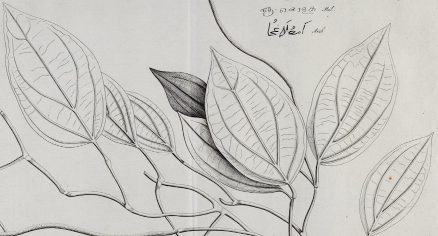 Amolago (Aglaonema) Plant: 17th Century Botanical Engraving by H. van Rheede - Naturalistic Print by Hendrik Adriaan van Rheede tot Drakenstein