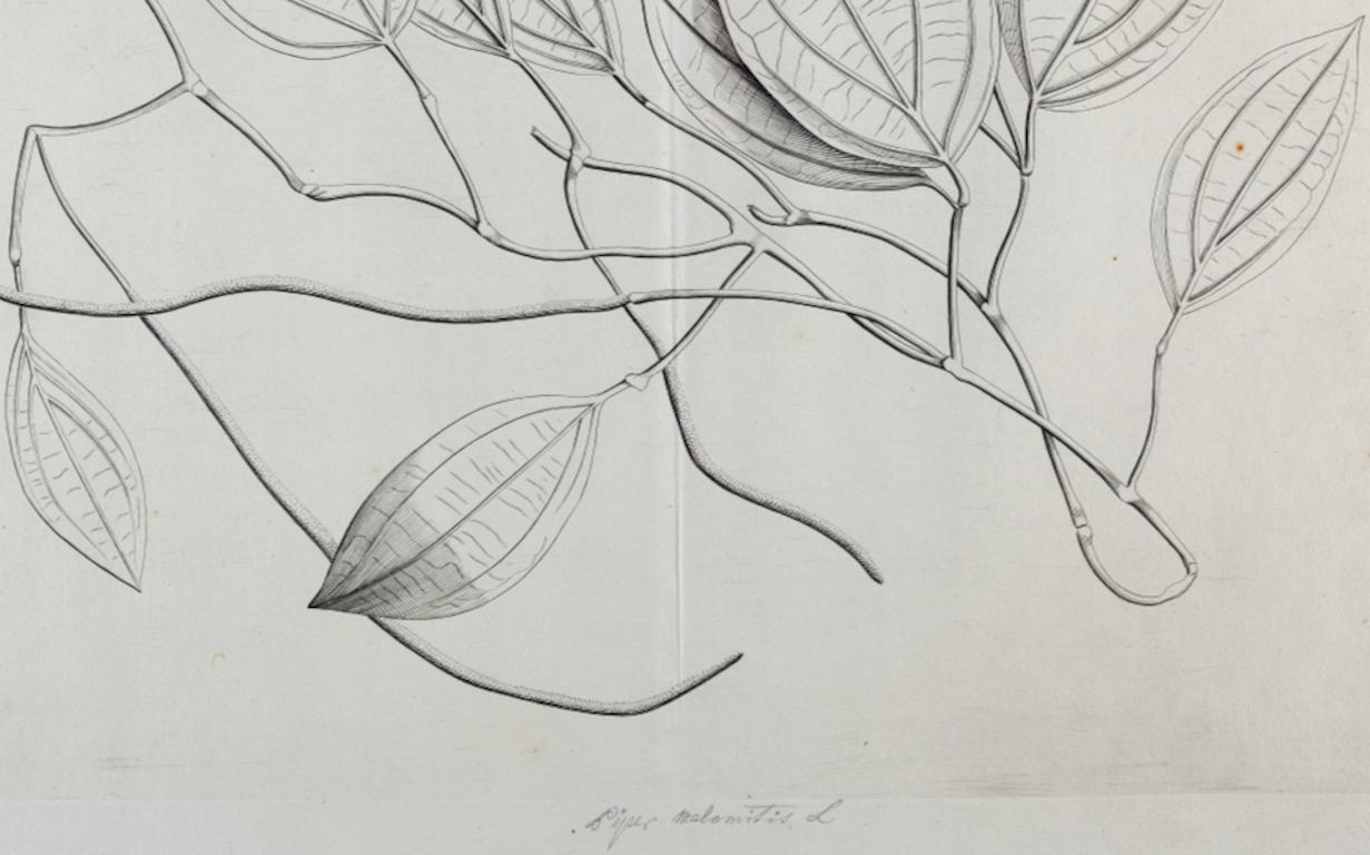 Amolago (Aglaonema) Plant: 17th Century Botanical Engraving by H. van Rheede - Gray Still-Life Print by Hendrik Adriaan van Rheede tot Drakenstein