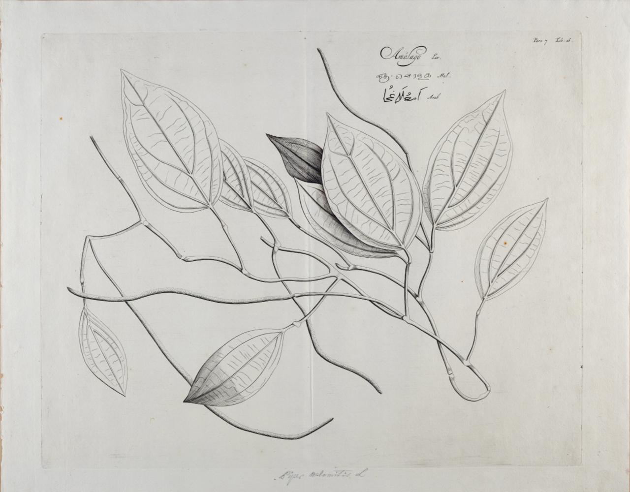 Hendrik Adriaan van Rheede tot Drakenstein Still-Life Print - Amolago (Aglaonema) Plant: 17th Century Botanical Engraving by H. van Rheede