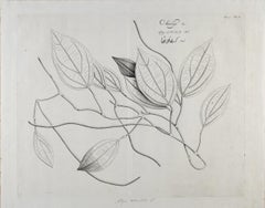 Amolago (Aglaonema) Plant: 17th Century Botanical Engraving by H. van Rheede