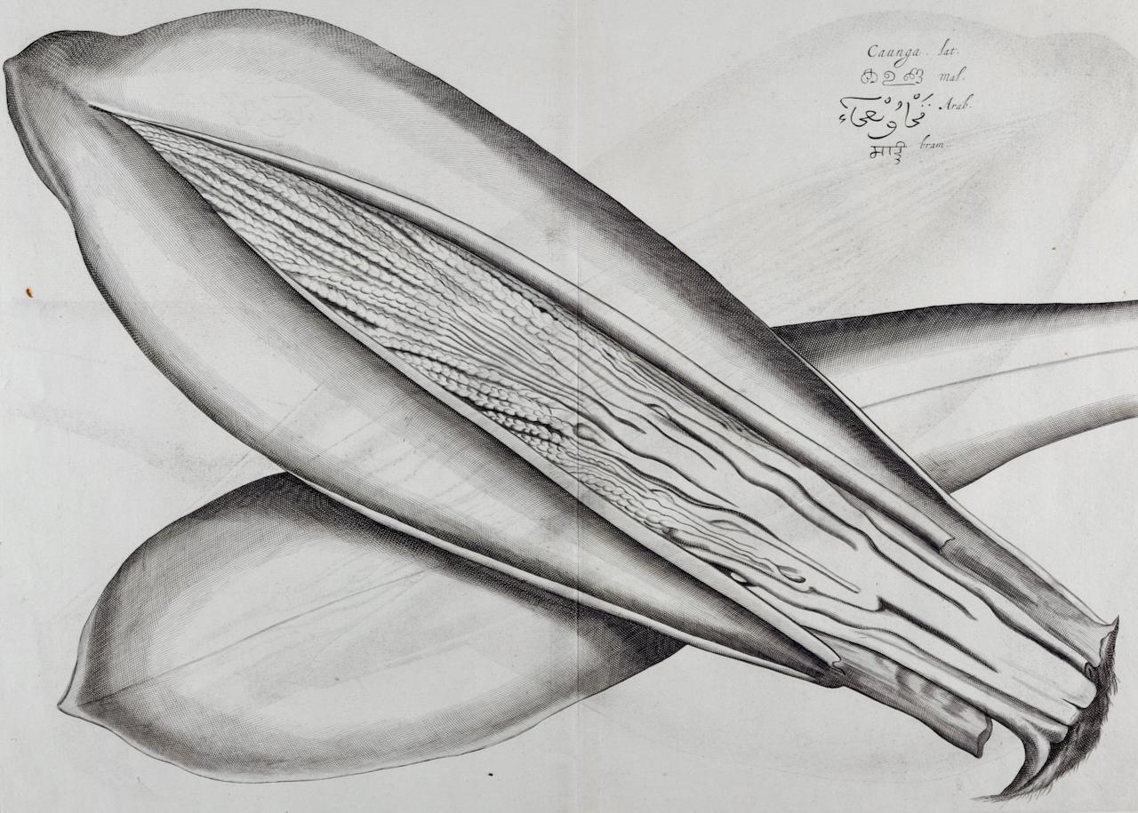 Caunga Cucumber Plant: A 17th Century Botanical Engraving by Hendrik van Rheede - Print by Hendrik Adriaan van Rheede tot Drakenstein