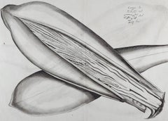 Caunga Cucumber Plant: A 17th Century Botanical Engraving by Hendrik van Rheede