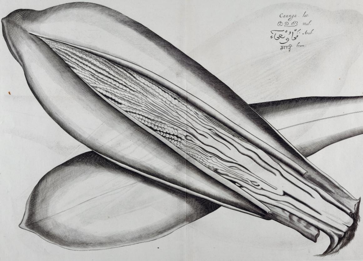 Caunga Cucumber Plant: A 17th Century Botanical Engraving by Hendrik van Rheede - Naturalistic Print by Hendrik Adriaan van Rheede tot Drakenstein