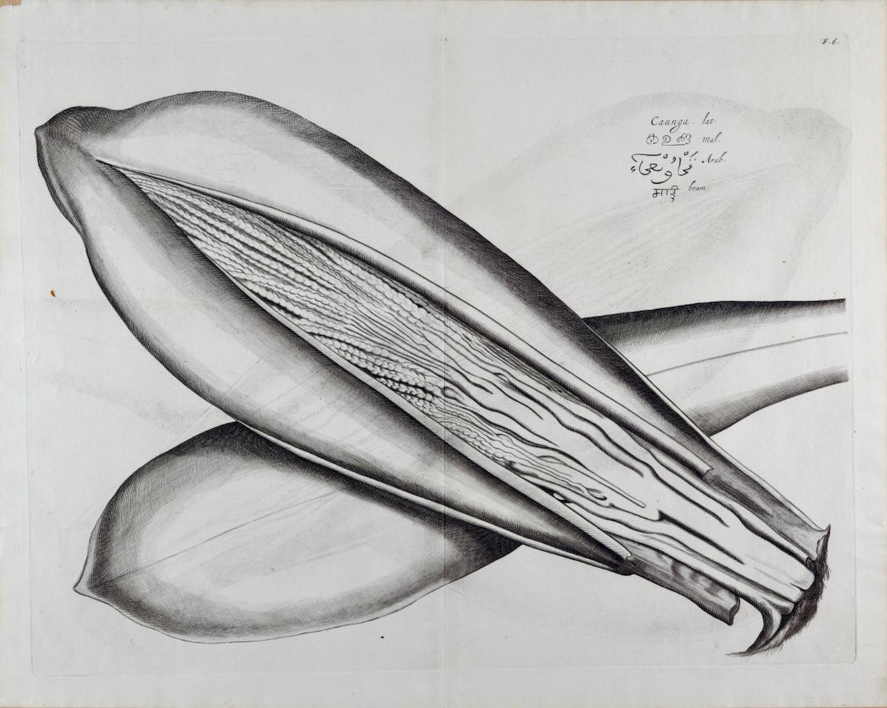 Hendrik Adriaan van Rheede tot Drakenstein Still-Life Print - Caunga Cucumber Plant: A 17th Century Botanical Engraving by Hendrik van Rheede