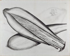 Caunga Cucumber Plant: A 17th Century Botanical Engraving by Hendrik van Rheede