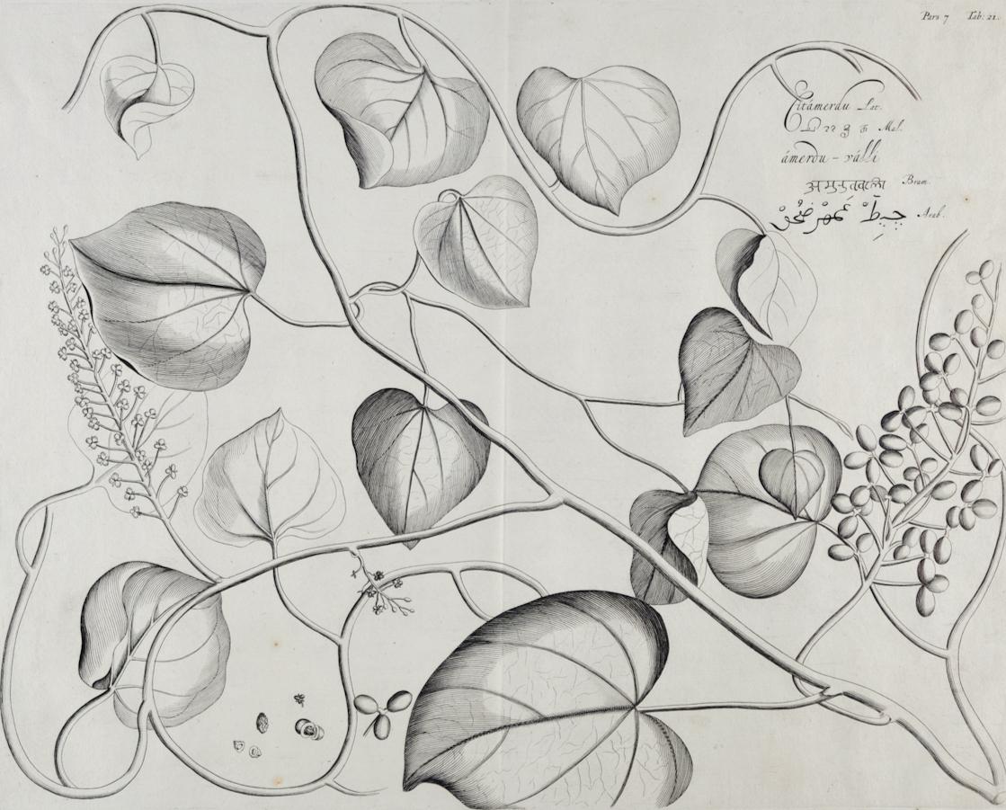 Planta Citamerdu (Amrita): Grabado botánico del siglo XVII de Hendrik van Rheede - Print de Hendrik Adriaan van Rheede tot Drakenstein