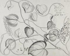 Citamerdu (Amrita) Plant: 17th Century Botanical Engraving by Hendrik van Rheede