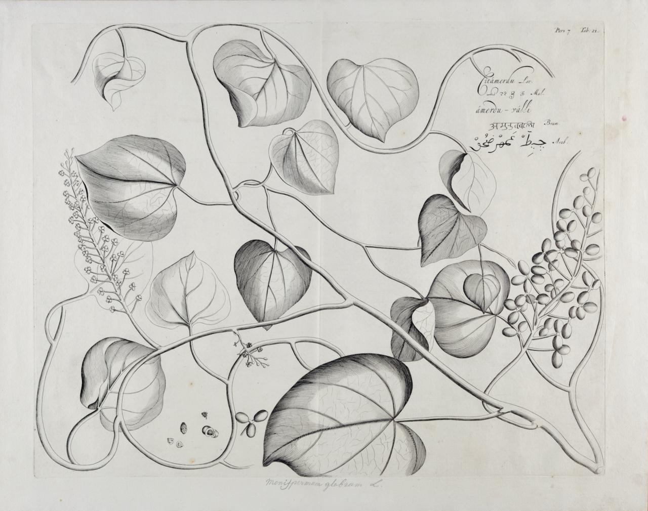 Still-Life Print de Hendrik Adriaan van Rheede tot Drakenstein - Planta Citamerdu (Amrita): Grabado botánico del siglo XVII de Hendrik van Rheede