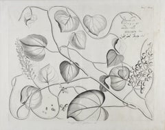 Citamerdu (Amrita) Plant: 17th Century Botanical Engraving by Hendrik van Rheede