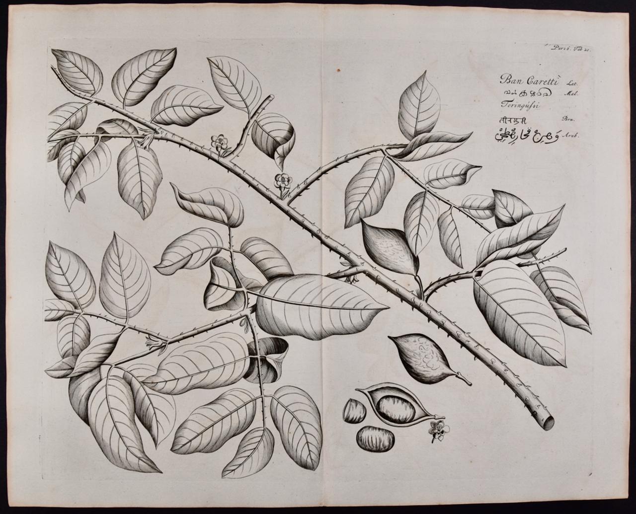 « Ban Caretti », plante à noix de fièvre « Ban Caretti » : gravure du XVIIe siècle de Hendrik van Rheede - Print de Hendrik Adriaan van Rheede tot Drakenstein