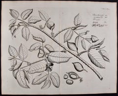 Fever Nut Plant "Ban Caretti": A 17th Century Engraving by Hendrik van Rheede