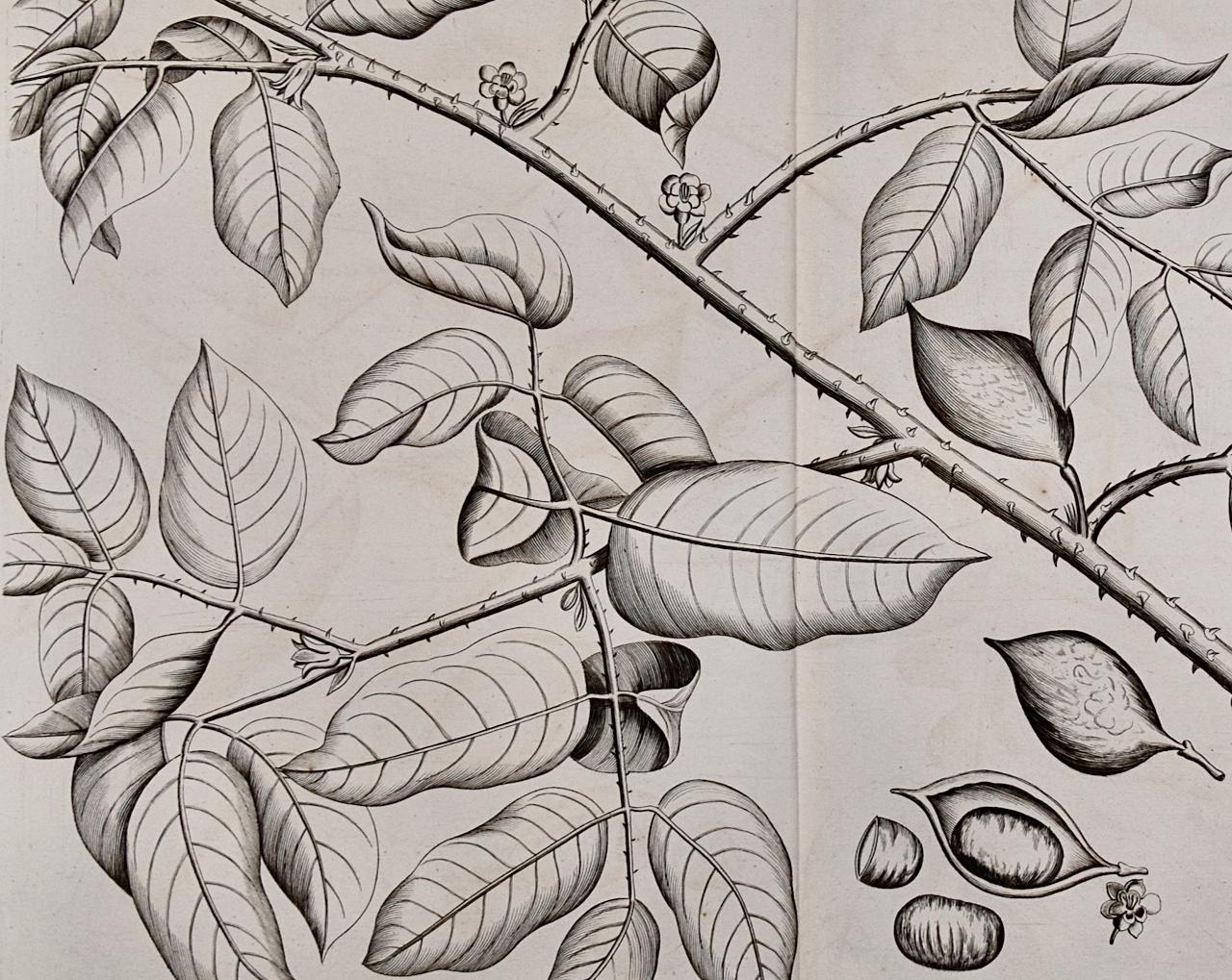 « Ban Caretti », plante à noix de fièvre « Ban Caretti » : gravure du XVIIe siècle de Hendrik van Rheede - Naturalisme Print par Hendrik Adriaan van Rheede tot Drakenstein