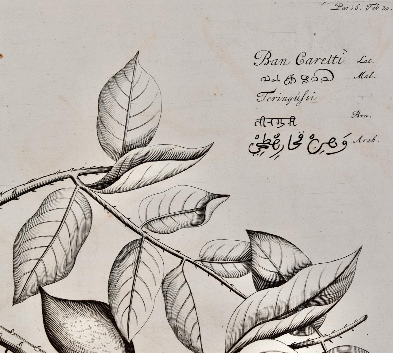 Il s'agit d'une gravure du XVIIe siècle d'une plante de fièvre ou de noix de bonduc intitulée 