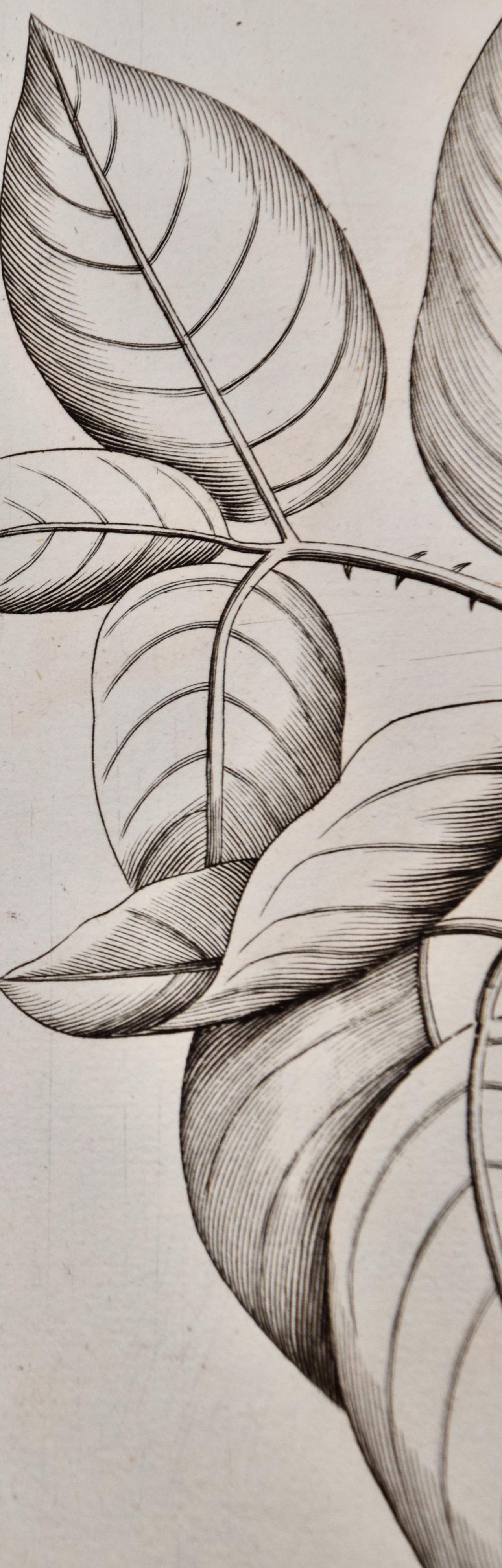 « Ban Caretti », plante à noix de fièvre « Ban Caretti » : gravure du XVIIe siècle de Hendrik van Rheede en vente 1
