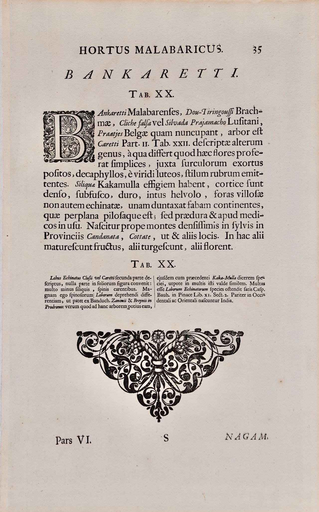 « Ban Caretti », plante à noix de fièvre « Ban Caretti » : gravure du XVIIe siècle de Hendrik van Rheede en vente 3