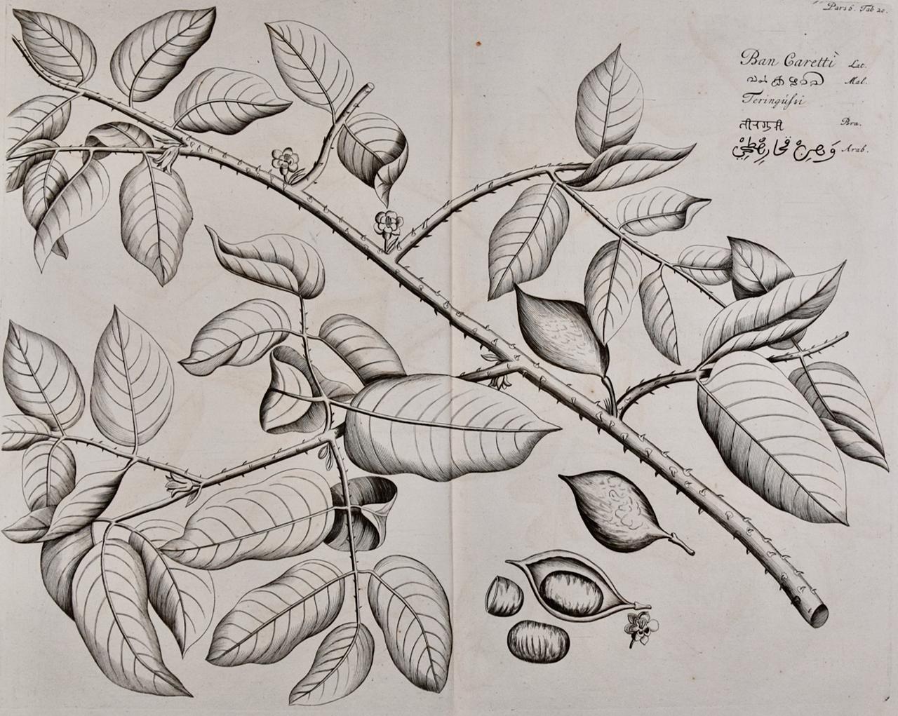 Landscape Print Hendrik Adriaan van Rheede tot Drakenstein - « Ban Caretti », plante à noix de fièvre « Ban Caretti » : gravure du XVIIe siècle de Hendrik van Rheede