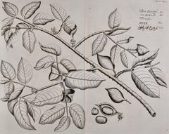 Planta de la Nuez de la Fiebre "Ban Caretti": Un grabado del siglo XVII de Hendrik van Rheede
