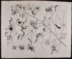 "Katu-Belluren": A 17th Century Botanical Engraving by Hendrik van Rheede