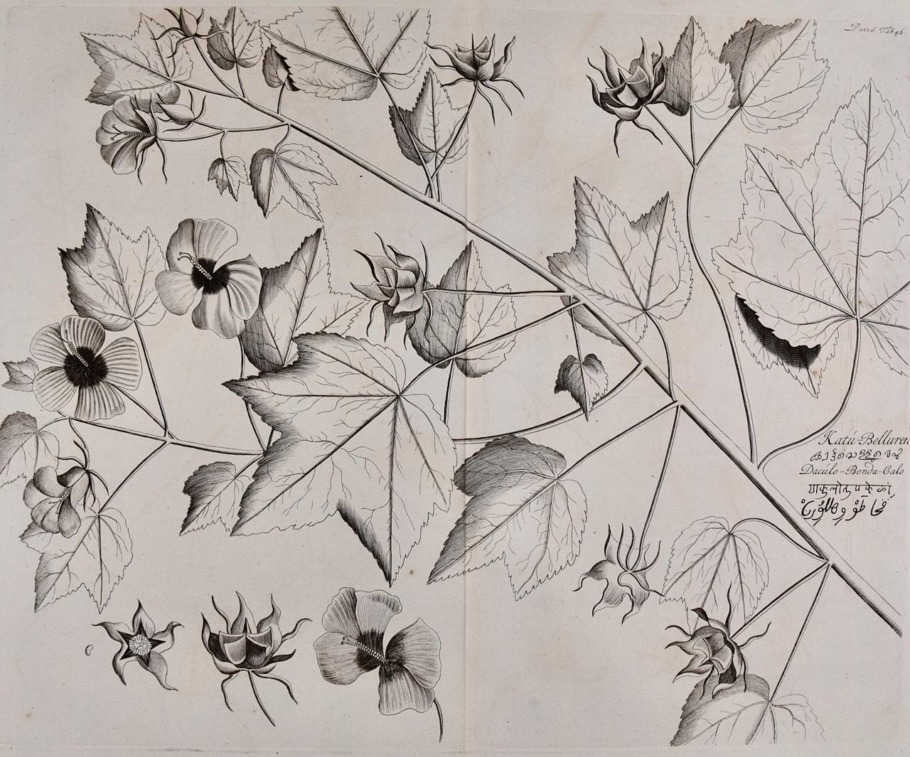 Hendrik Adriaan van Rheede tot Drakenstein Still-Life Print - "Katu-Belluren": A 17th Century Botanical Engraving by Hendrik van Rheede
