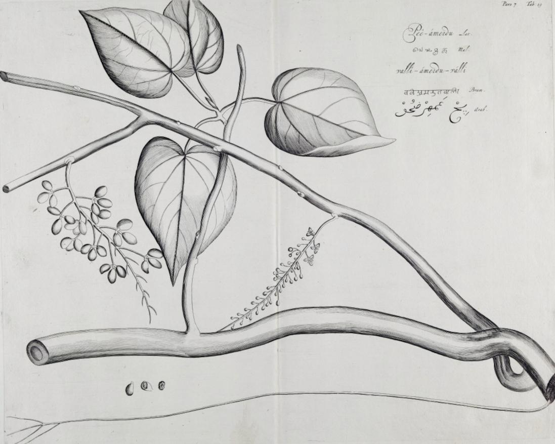 Pee-amerdu-Pflanze: Eine seltene botanische Gravur aus dem 17. Jahrhundert von H. van Rheede – Print von Hendrik Adriaan van Rheede tot Drakenstein